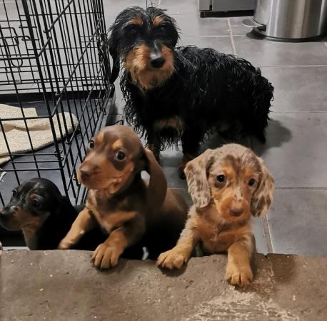 Adorable dachshund puppies looking new home for sale in Tarleton, Lancashire - Image 1