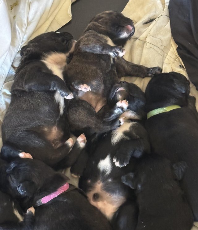 Preview of the first image of Puppies Mixed Breed born 08/04/24.