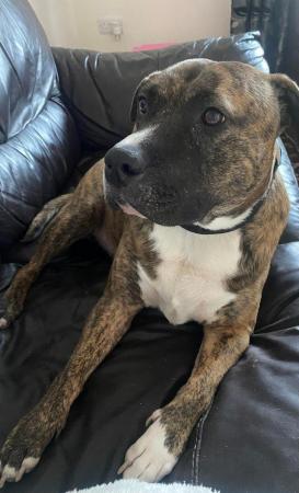 Image 4 of Staffy Cross needing a experienced owner