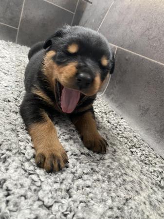 Image 19 of KC registered Rottweiler puppies ready to leave
