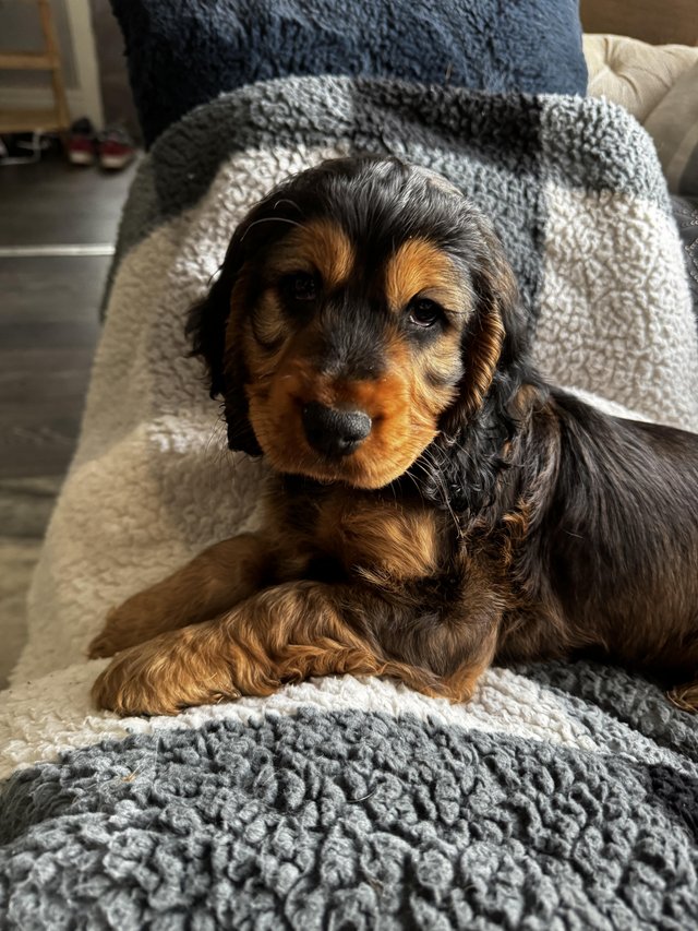 Male cocker store spaniel for sale