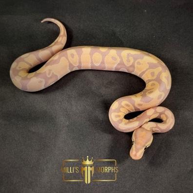 Preview of the first image of Banana 100% Het Clown Male CB23 Ball Python.