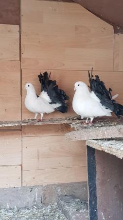 Image 5 of English fantail pigeons black tail looking for new home