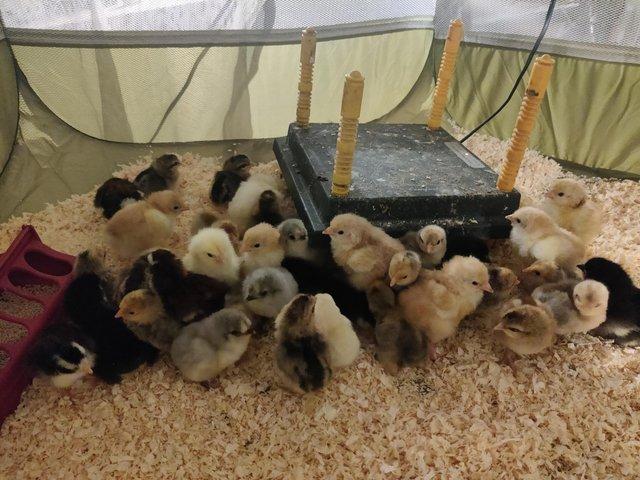 Preview of the first image of Hatching Eggs - Range of Breeds.