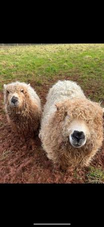 Image 2 of PEDIGREE grey face Dartmoor ram for sale + son