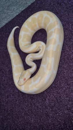 Image 3 of royal python (albino).......