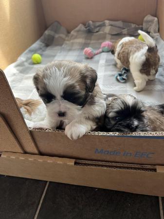Image 11 of Beautiful Teddy Bear puppies only 2 Boys available