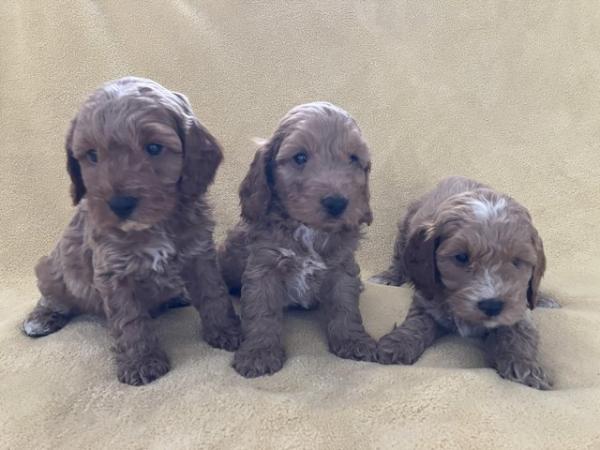 Image 1 of Cockapoo F1, puppies for sale, parents KC reg, Show/toy