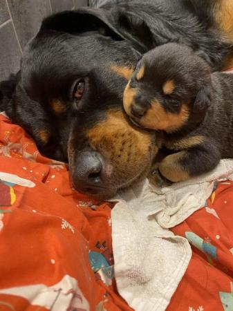 Image 13 of KC registered Rottweiler puppies ready to leave