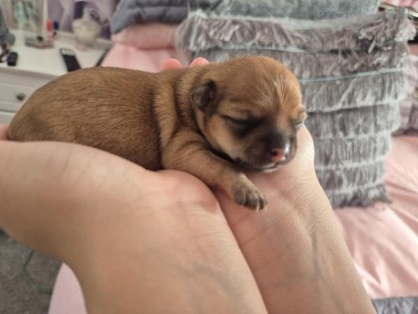 Image 4 of STUNNINGFemale Apple Head Chihuahua For Sale