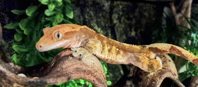 Image 7 of Crested geckos for sale, a variety of ages and colours
