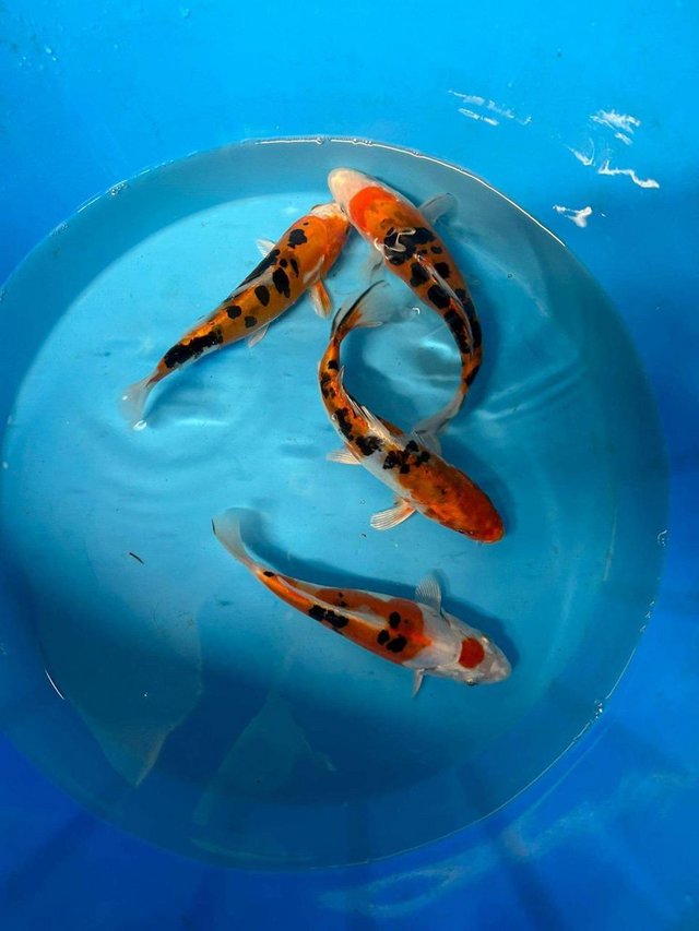 Preview of the first image of Koi carp all varieties and sizes..