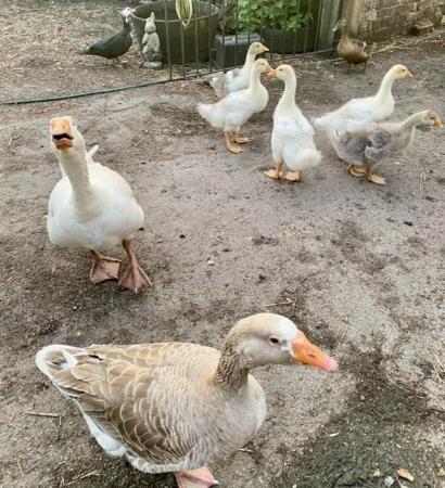 Image 2 of Geese -Stunning pilgrim embden goslings
