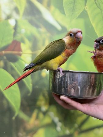 Image 2 of Hand Reared Baby Green Cheek Conures At Urban Exotics