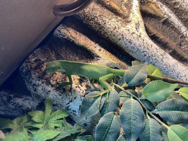 Image 3 of Fiji Iguana (Brachylophus Fasciatus)