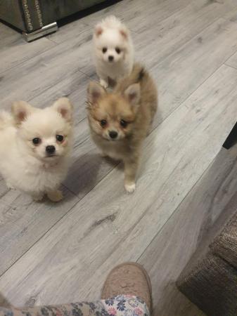 Image 10 of Beautiful pomchi puppies for sale ready for there forever ho