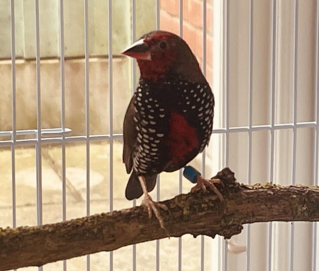 Painted Finches males for sale