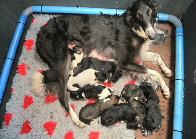 Image 7 of KC Registered Borzoi Puppies