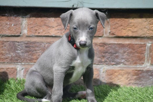 Image 14 of Stunning KC Whippet Pups For Sale