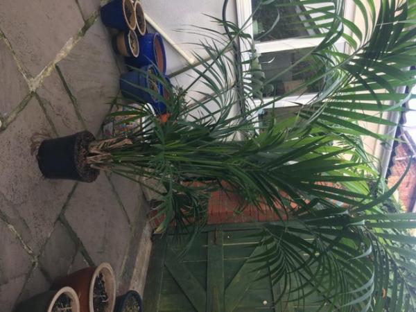 Image 2 of Large Kentia Palm - indoor plant