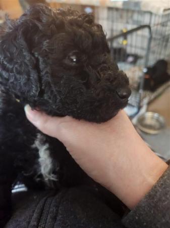 Standard Poodle Puppies Mixed litter for sale in York, North Yorkshire - Image 18