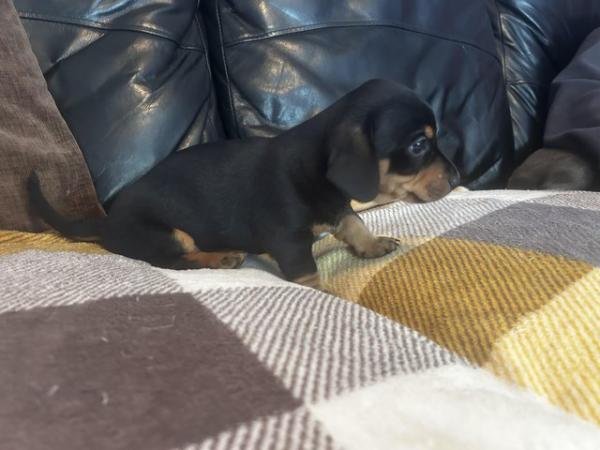 Image 9 of Dachshund x jack Russell puppiesLAST BOY READY NOW
