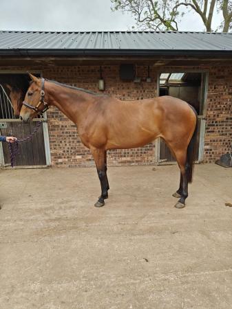 Image 1 of 8 yr old National Hunt mare 16hh