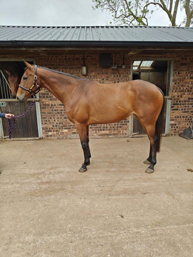 Preview of the first image of 8 yr old National Hunt mare 16hh.