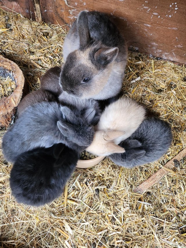 Preview of the first image of Netherland X Mini Lop babies.