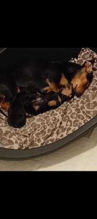 Image 6 of Miniature dachshund puppies, ready now, fully vaccinated