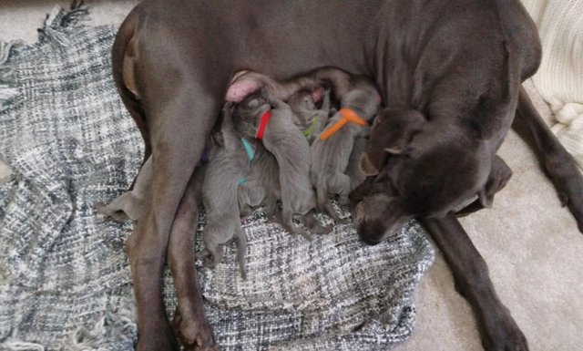 Image 6 of Solid Blue KC Registered Great Dane Puppies