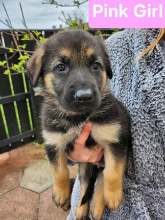 Image 18 of German Shepherd puppies for sale