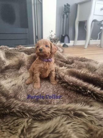 Image 12 of Stunning F2b Toy Cockapoo Puppies - Ready Now