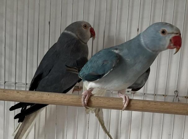 Image 2 of 3 Young Baby Cleartail Indian Ringneck talking parrots