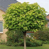Image 2 of Indian Bean Trees £7.50   Collection Only