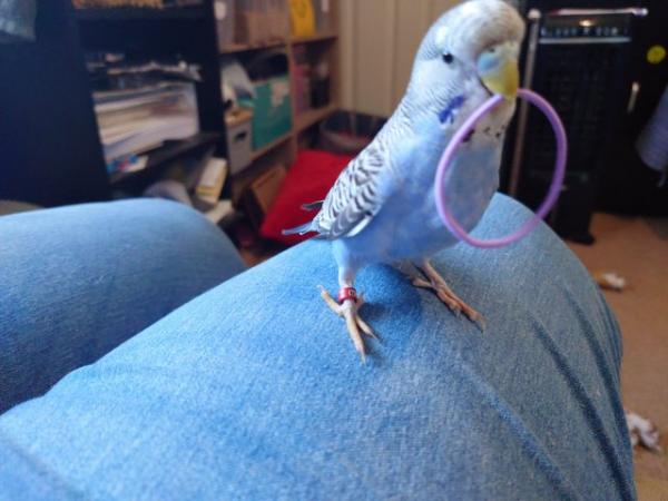 Image 6 of Hand reared silly tame baby budgie for sale
