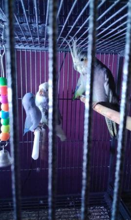 Image 2 of Male/ female cockatiels