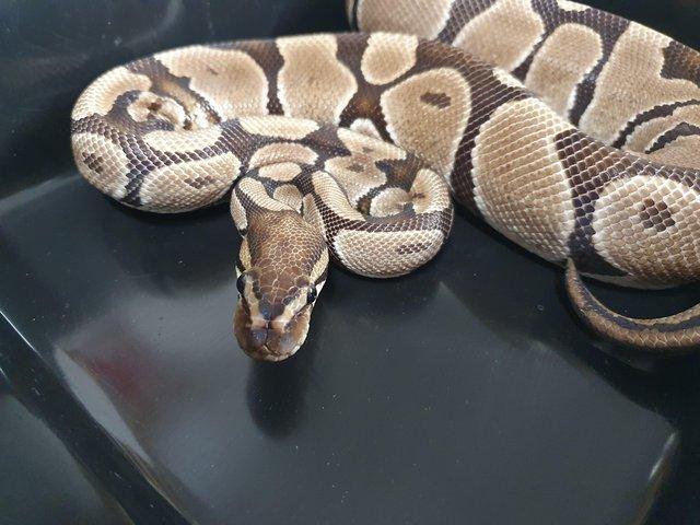 Preview of the first image of Royal pythons and sand boas for sale.