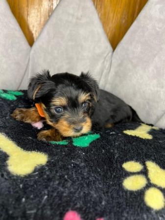 Image 8 of Pedigree Yorkshire Terrier puppies
