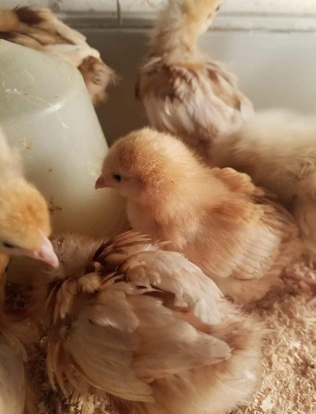 Preview of the first image of Day old - 5 week old female goldline chicks.