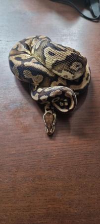 Image 24 of Full collection of ball pythons and racking