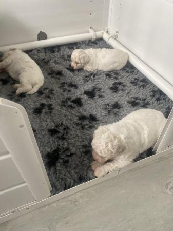 Image 3 of 2 Bishon frise pups left for sale