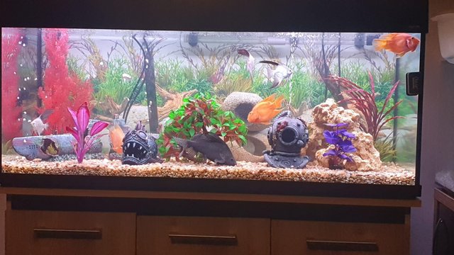 Image 3 of Full set up fish tank and stand and fish