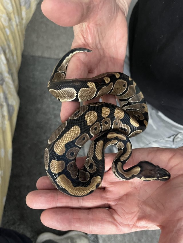 Preview of the first image of Normal male ball python.