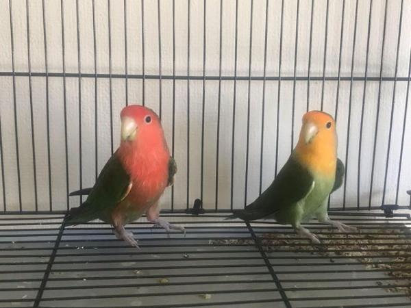 Image 6 of 3 young peach face green and red colour love birds