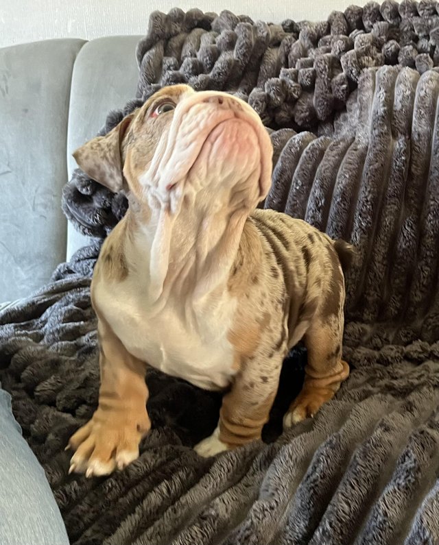 Preview of the first image of English bulldog puppies for sale £1500 each.