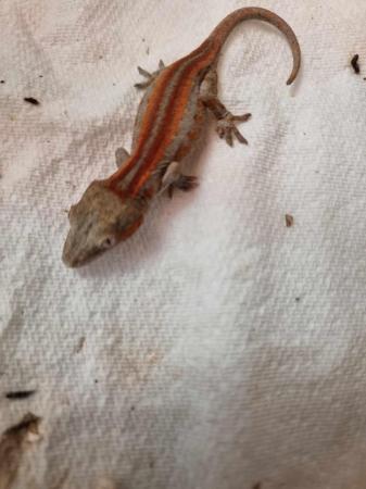 Image 1 of Gargoyle gecko babies available