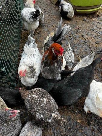 Image 8 of Beautiful pure bred, hand reared birds, hens cocks and trios