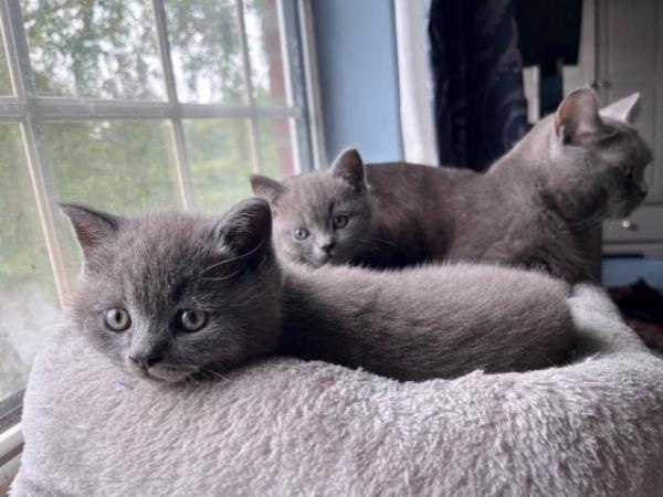 Image 2 of Adorable British blue kittens ready to go now
