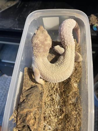 Image 1 of Leopard geckos for sale, 1 female 4 males